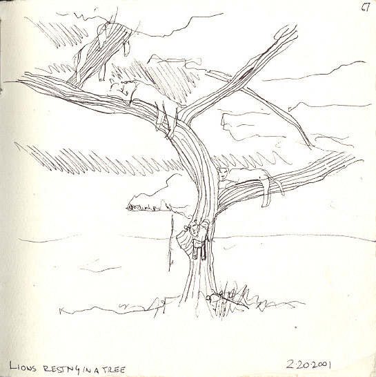 Lions resting in a tree