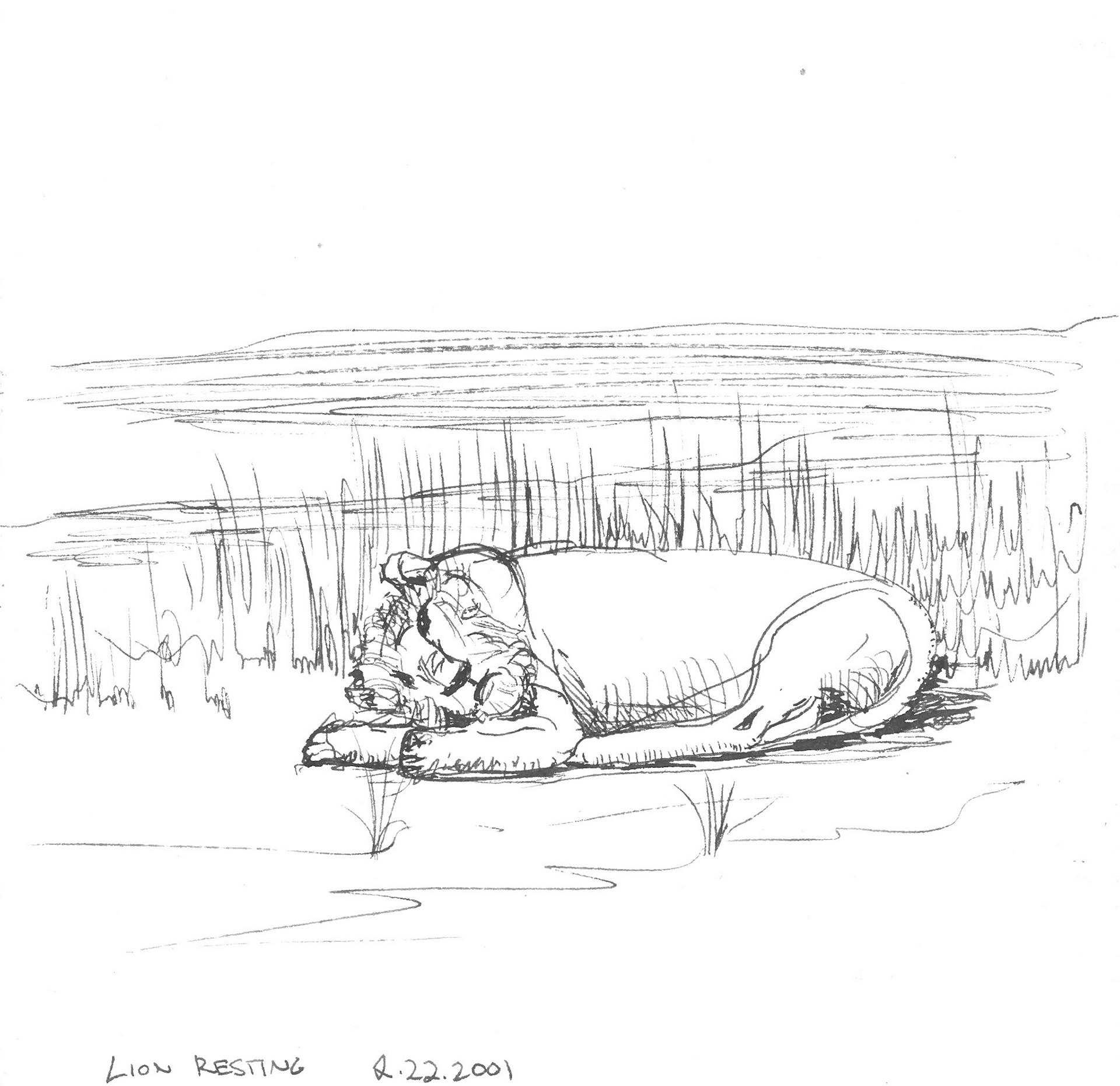 Lion Resting