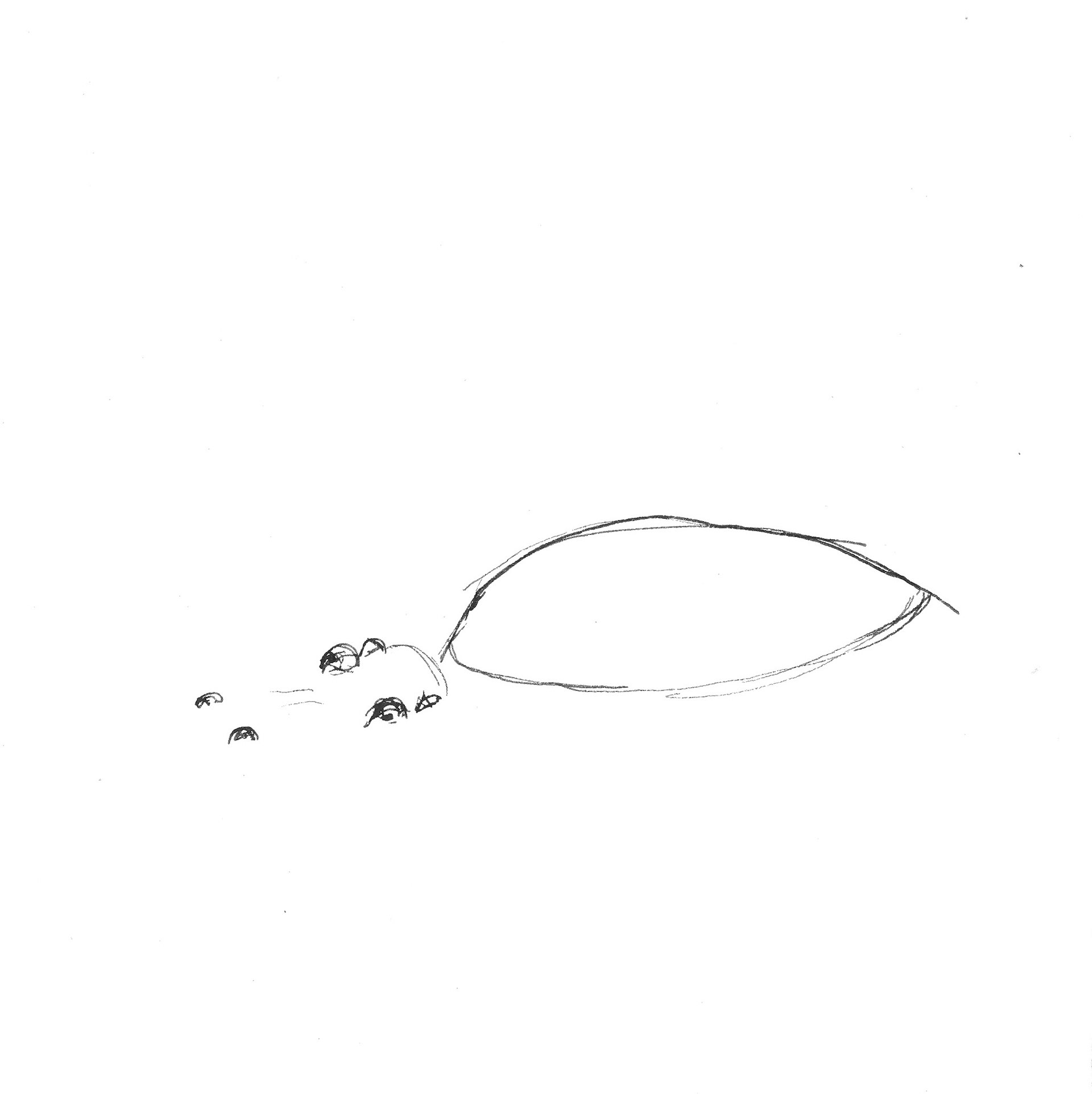 Hippo
