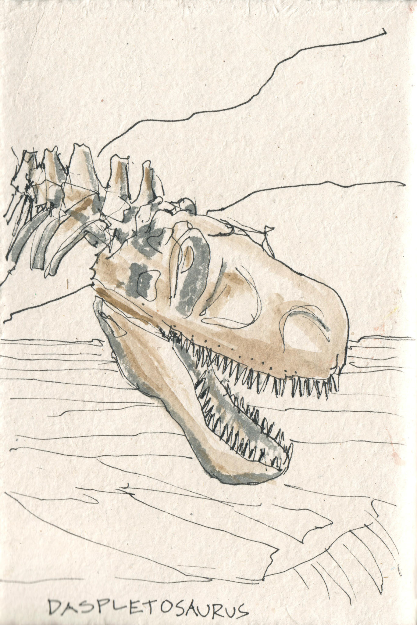 Daspletosaurus