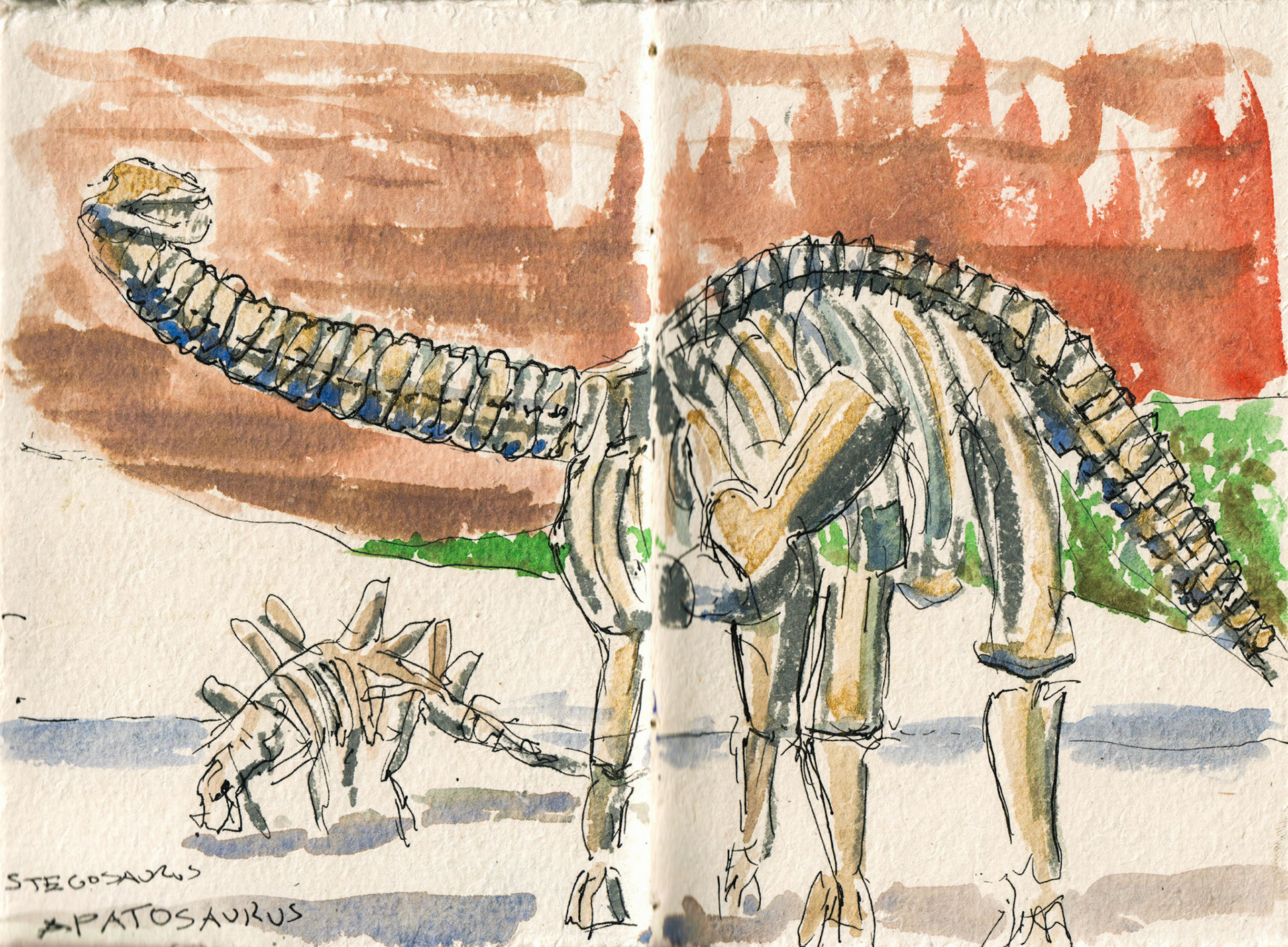 Stegosaurus and Apatosaurus