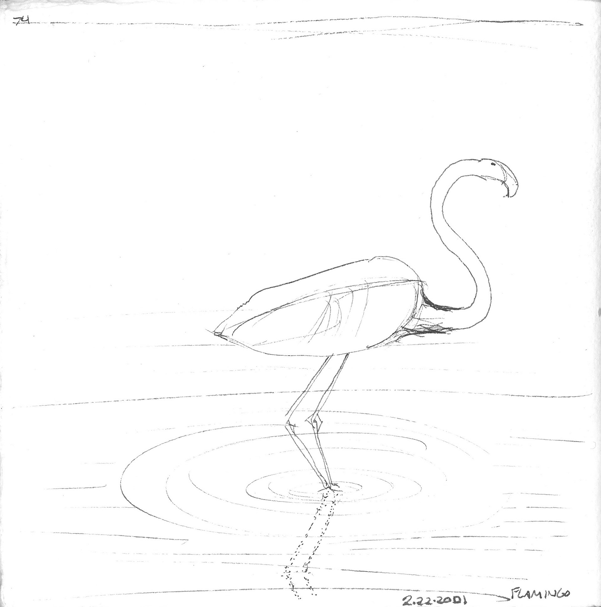Flamingo