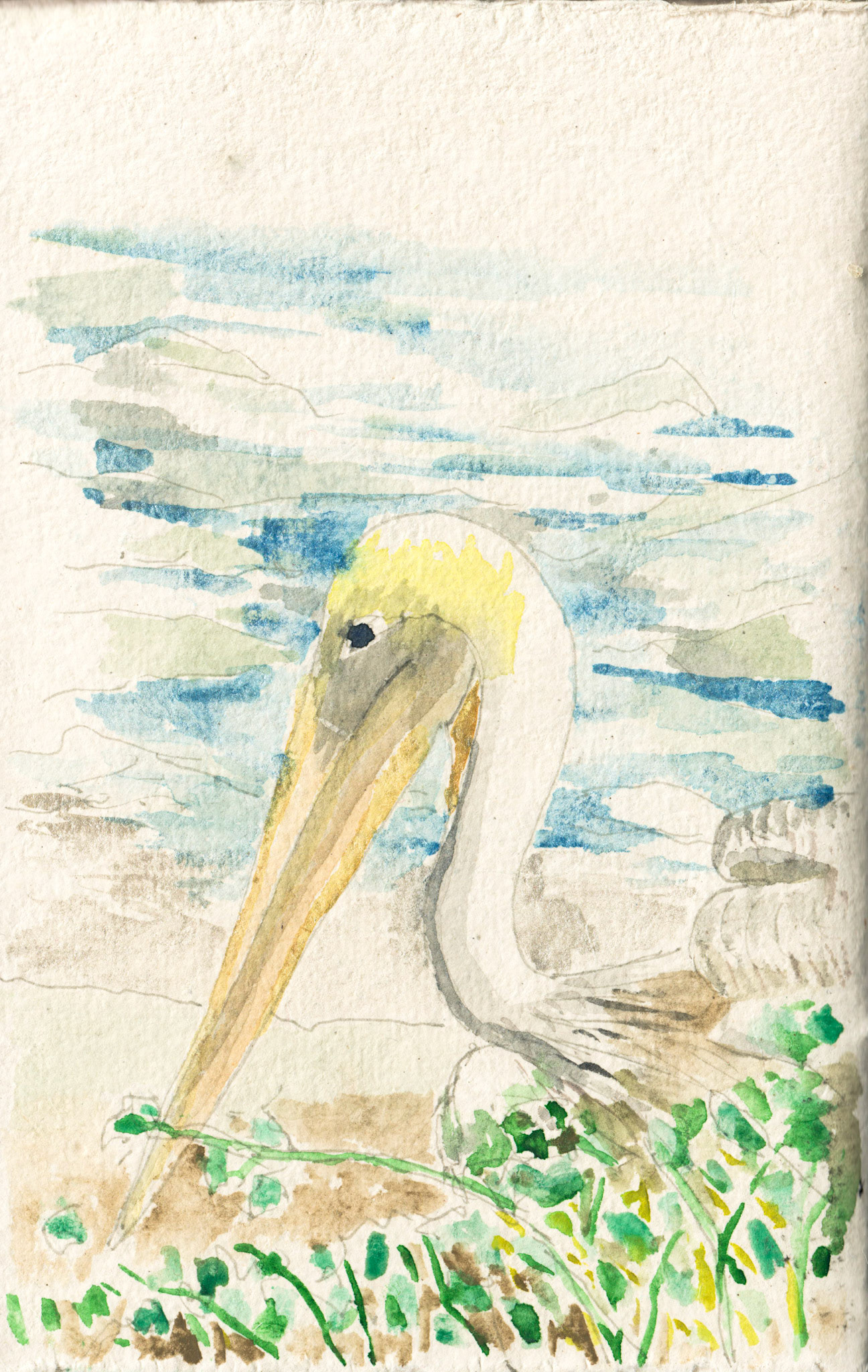 Pelican