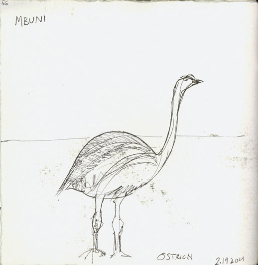 Ostrich
