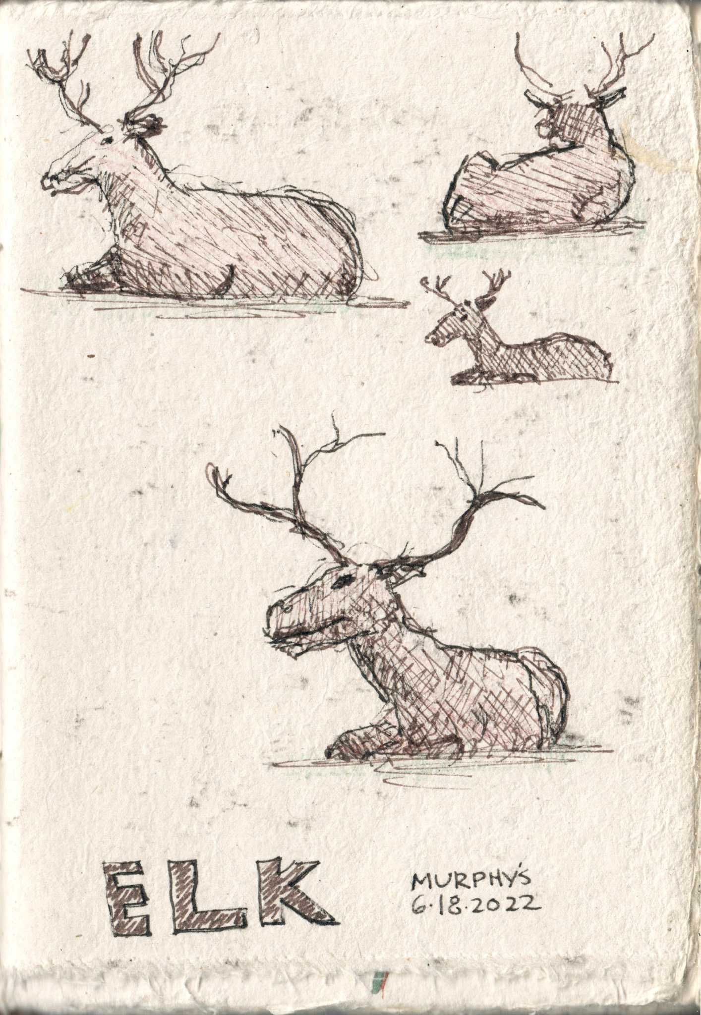 Elk at Murphy's