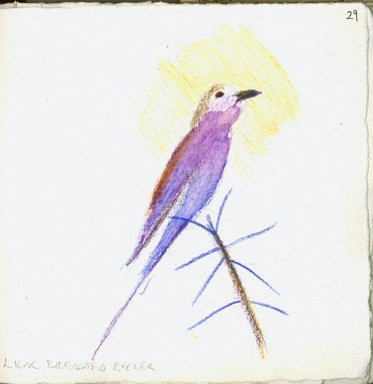 Lilac Breasted Rercer