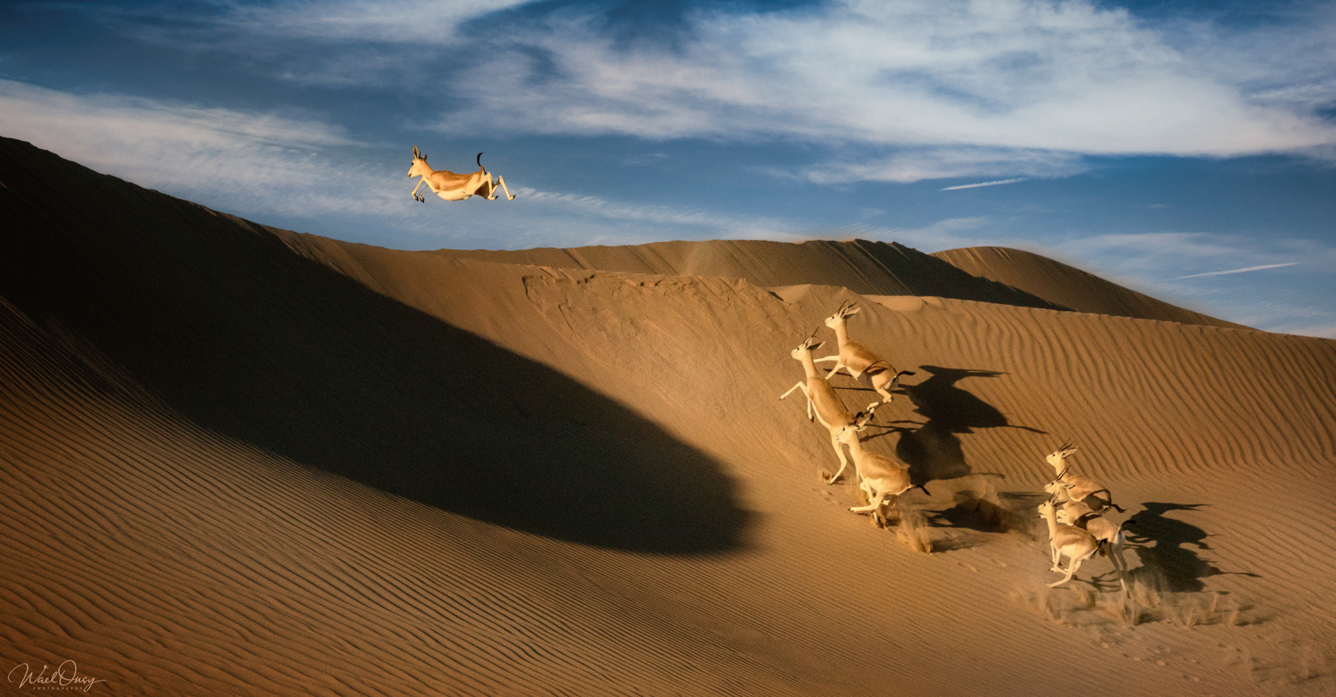 Sand Gazelle