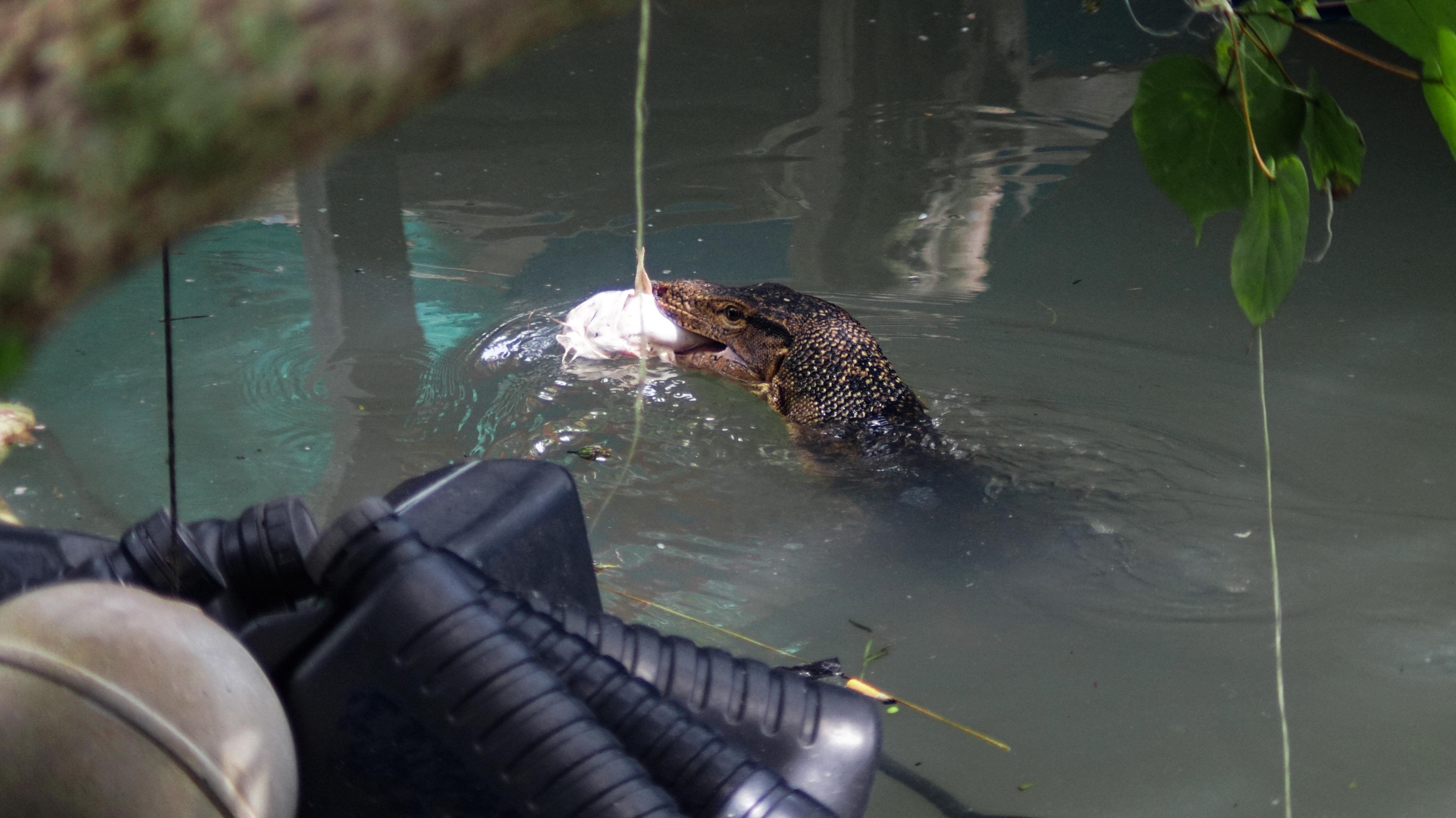 Asian Water Monitor