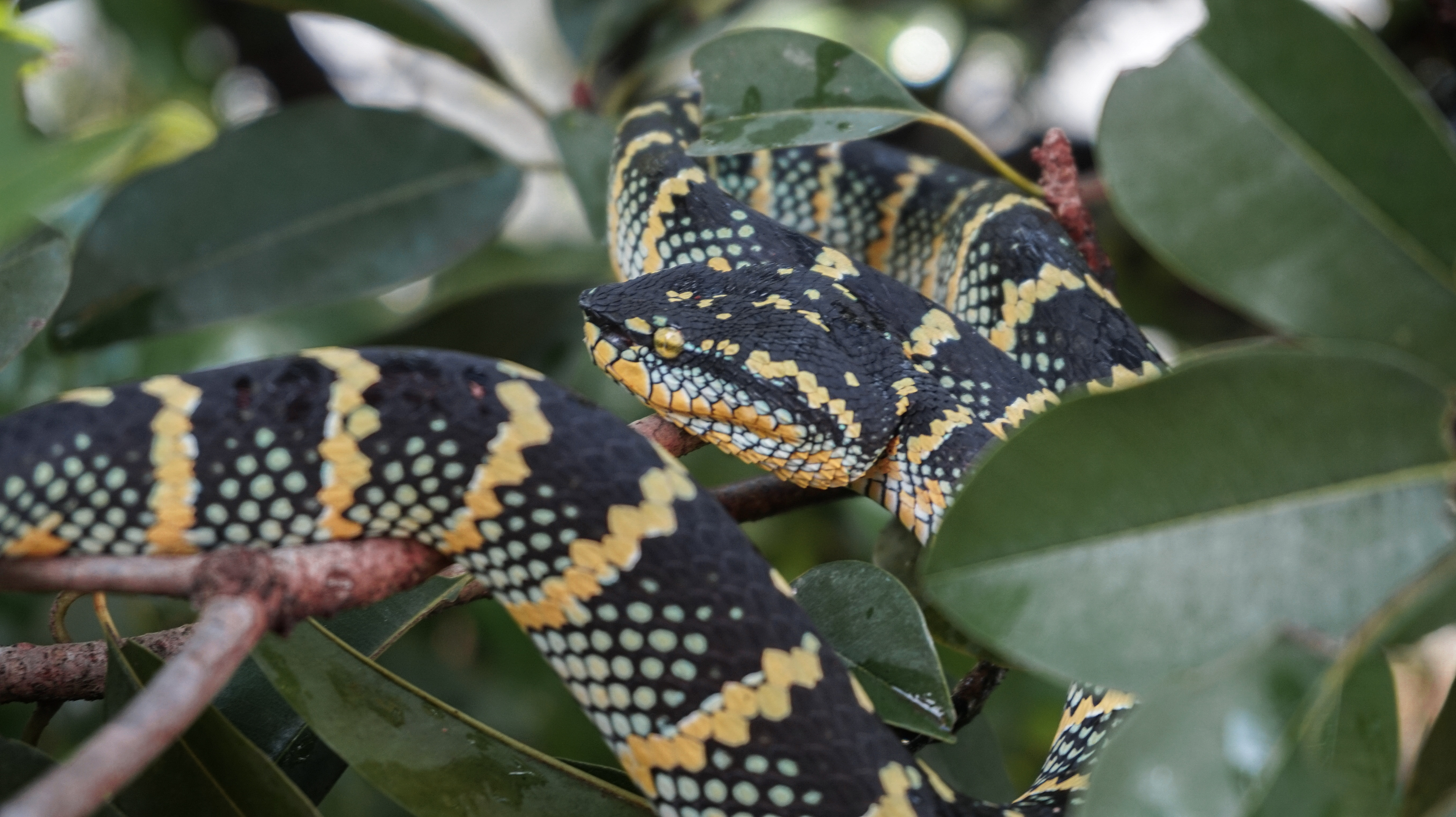 Malaysia, Penang Snake Temple