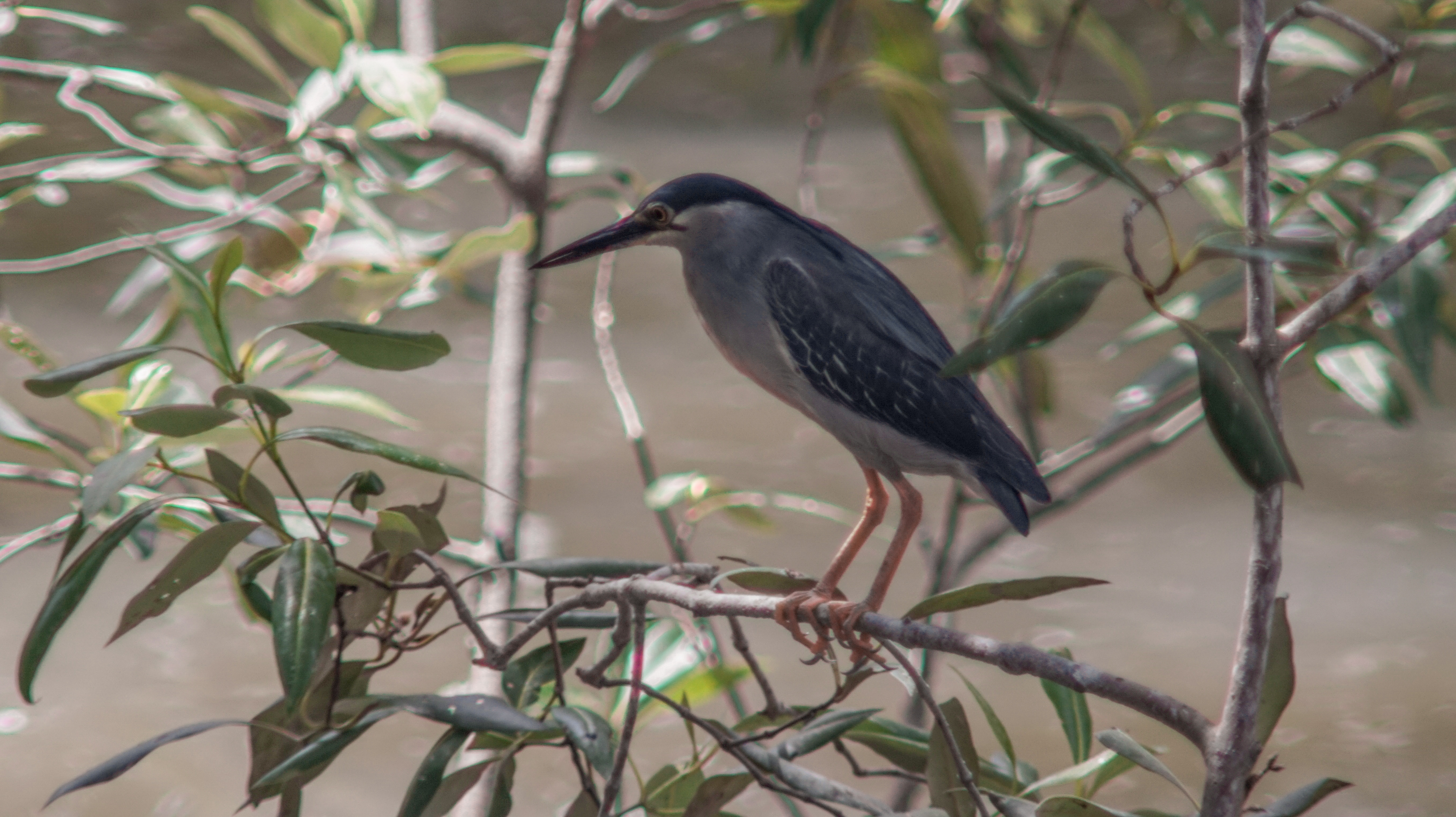 Striated Heron