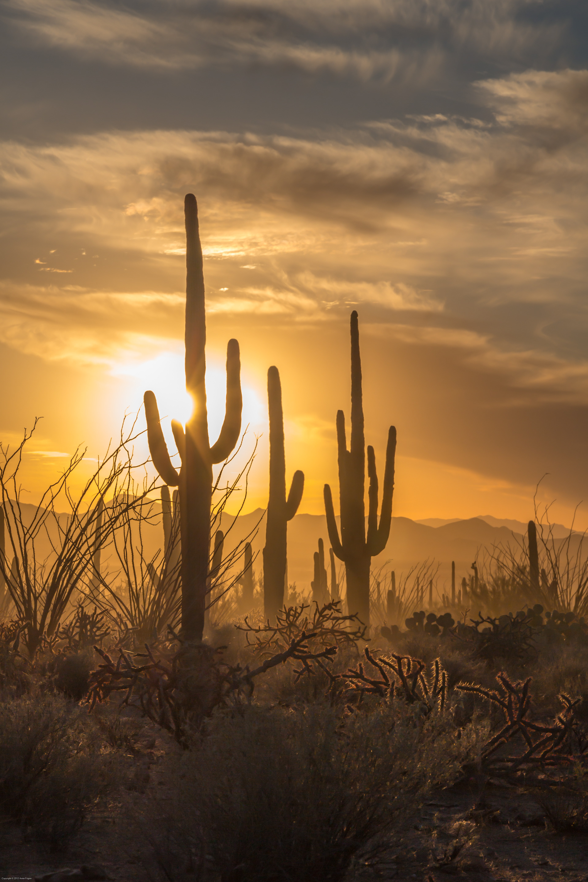 Saguaro National Park, AZ
