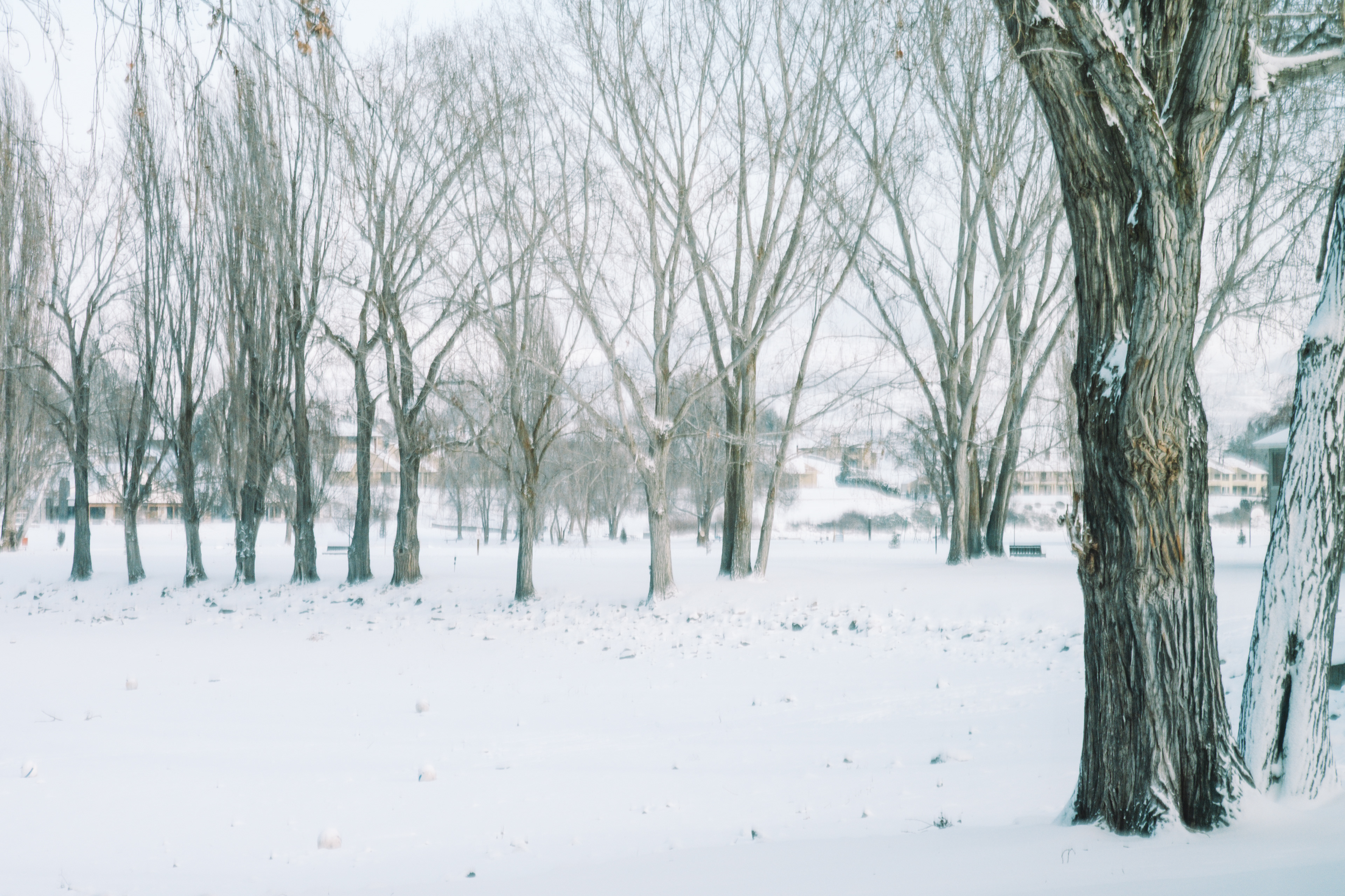 Winter Whites 4/5
