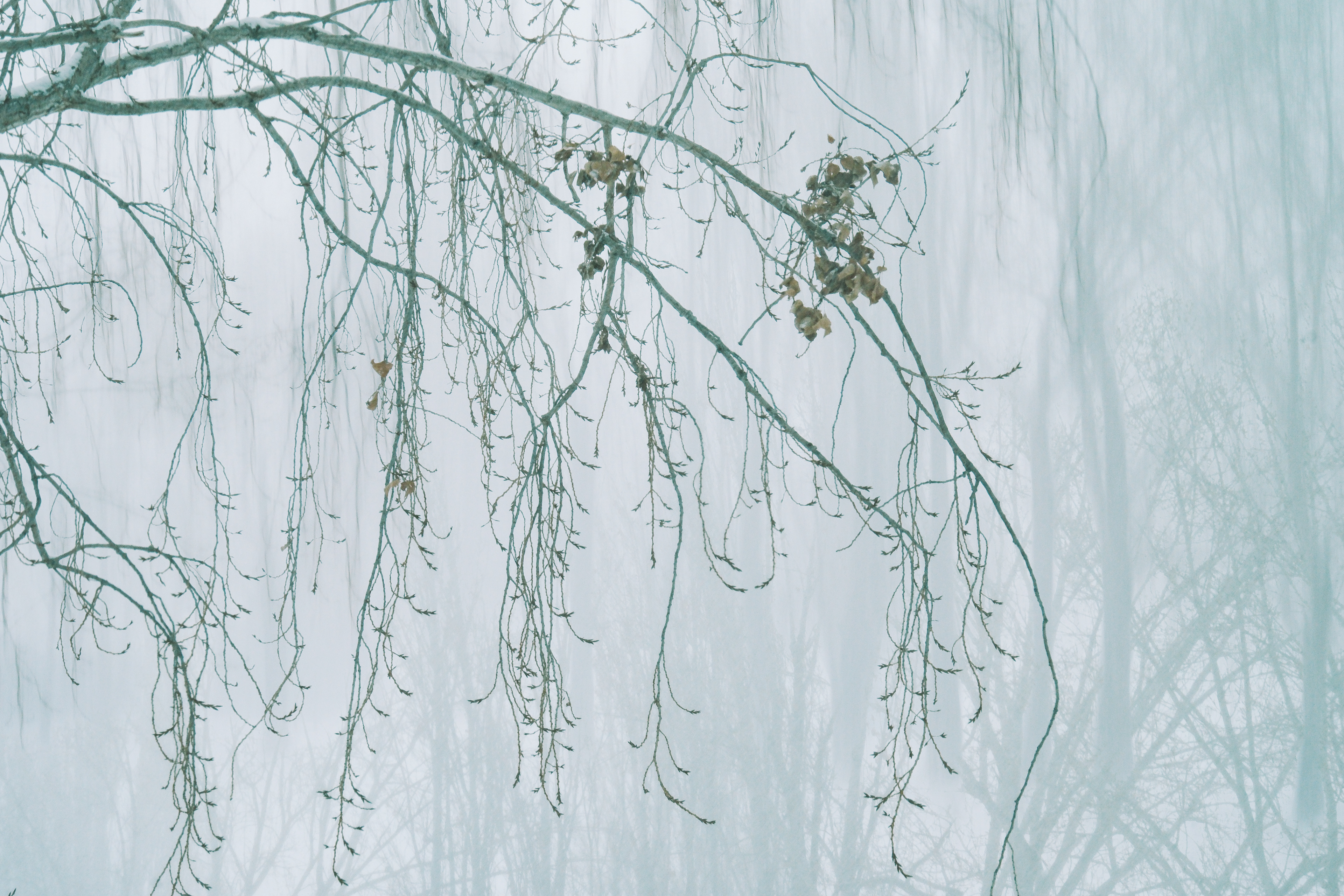 Winter Whites 3/5