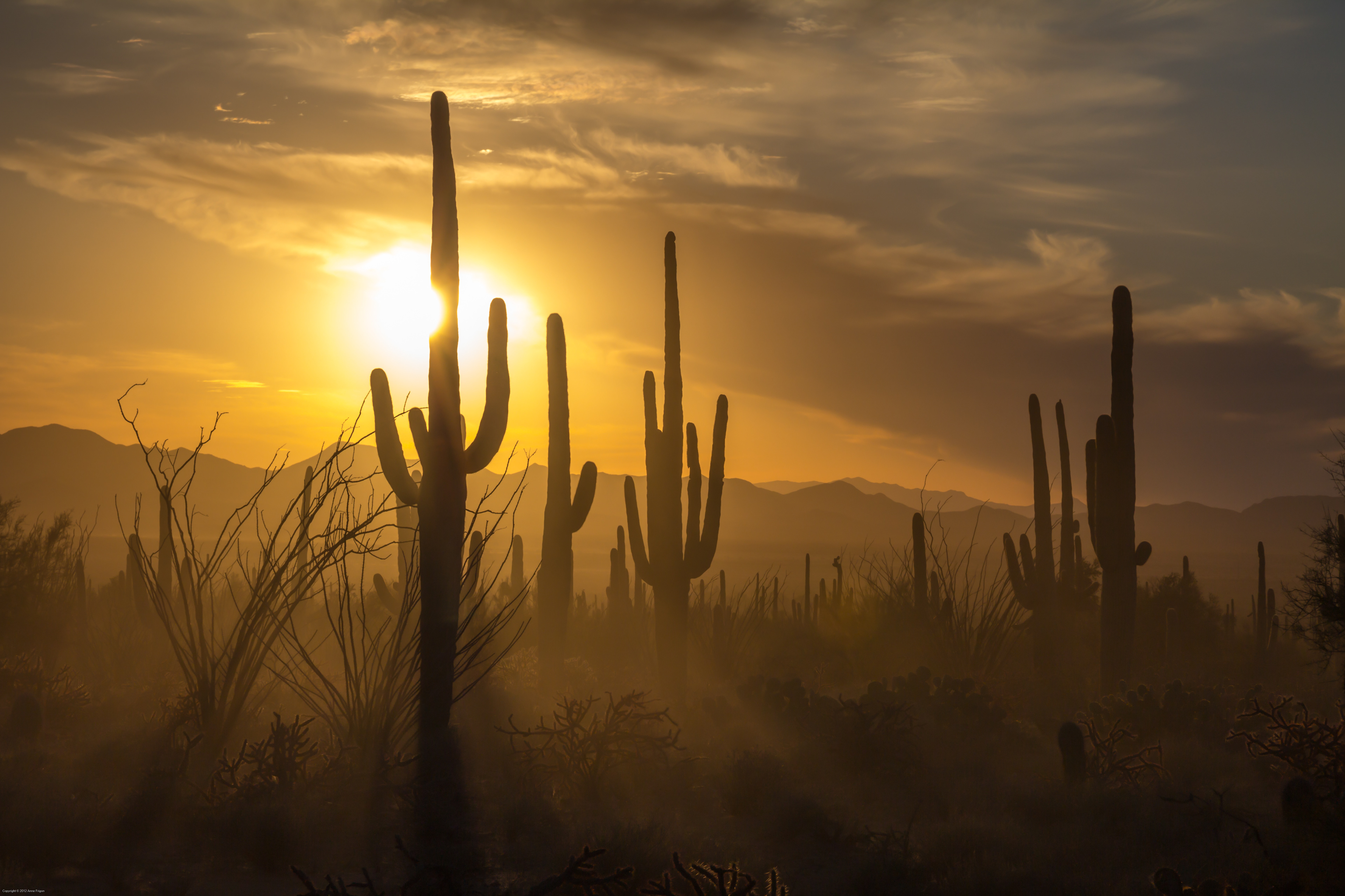 Saguaro National Park, AZ