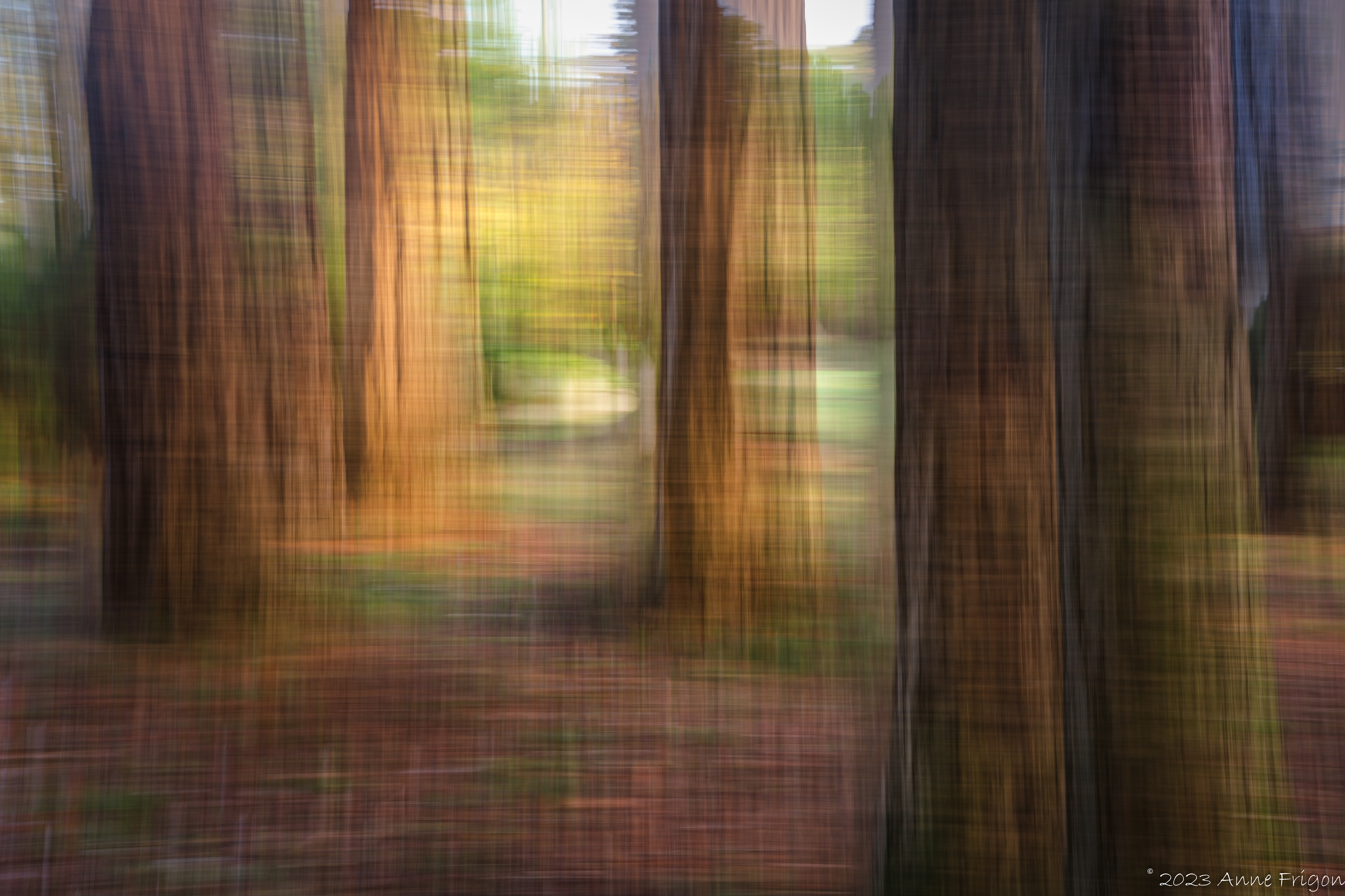 Epilogue - Enduring Forest