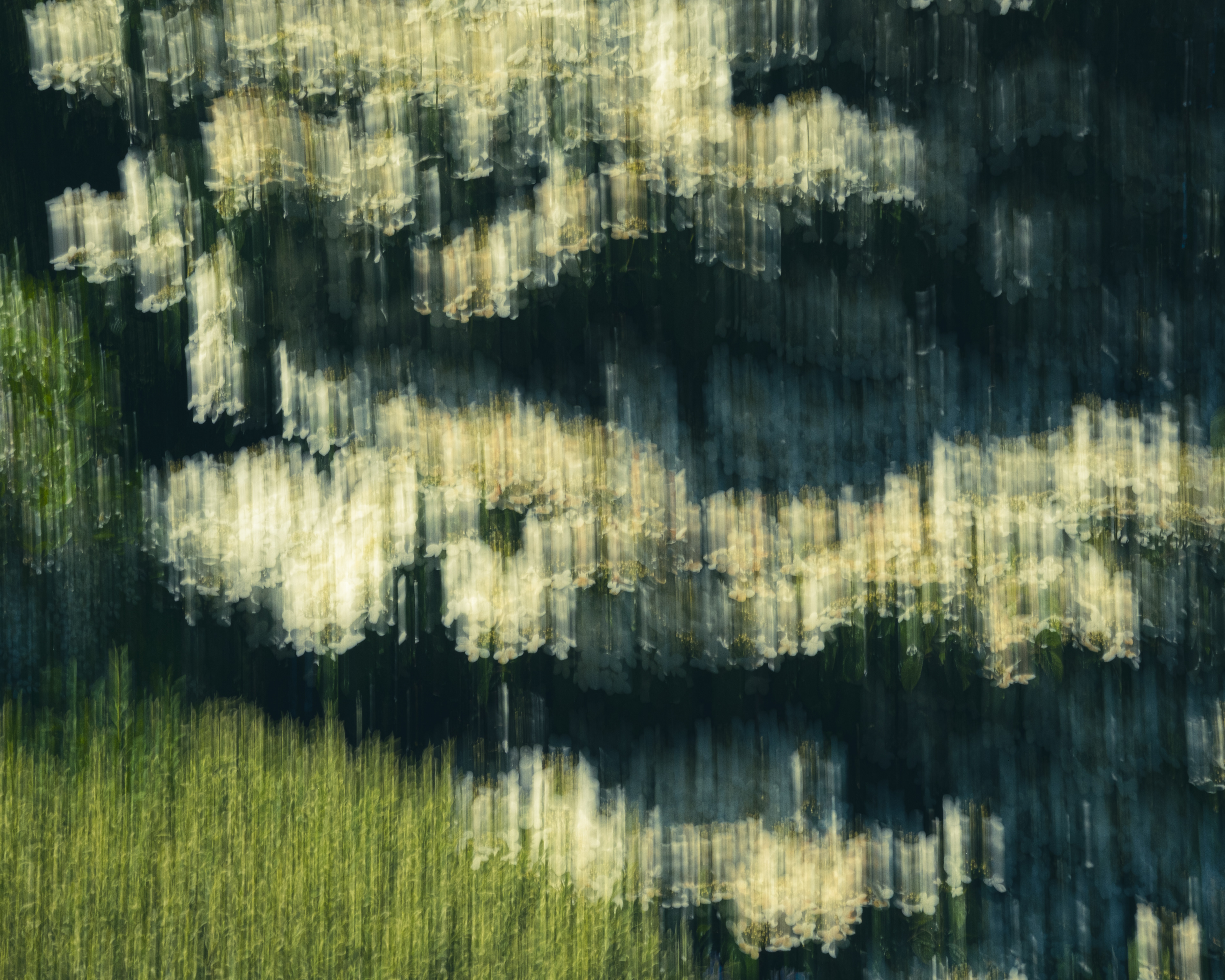 White Rock - curtains of flowers