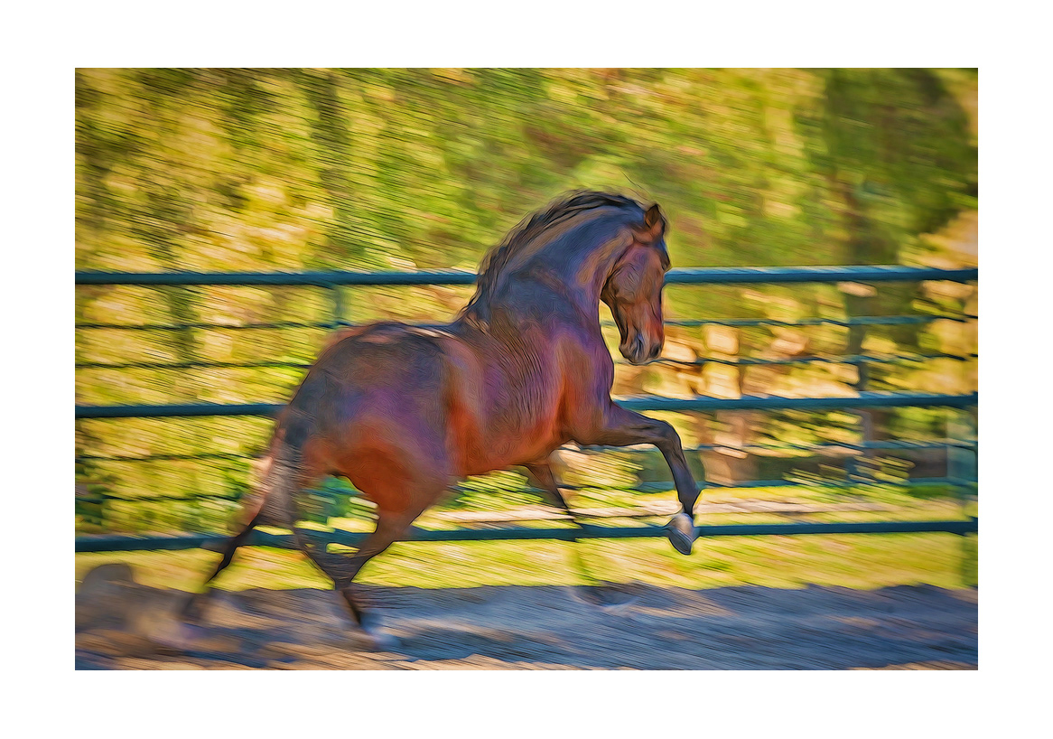 horses-4x6:-89