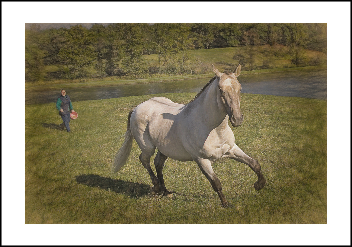 horses:4x6: 302