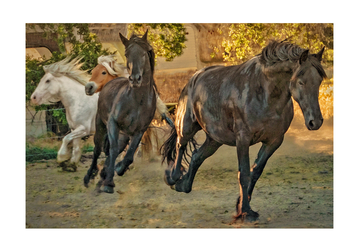 horses-4x6:-34