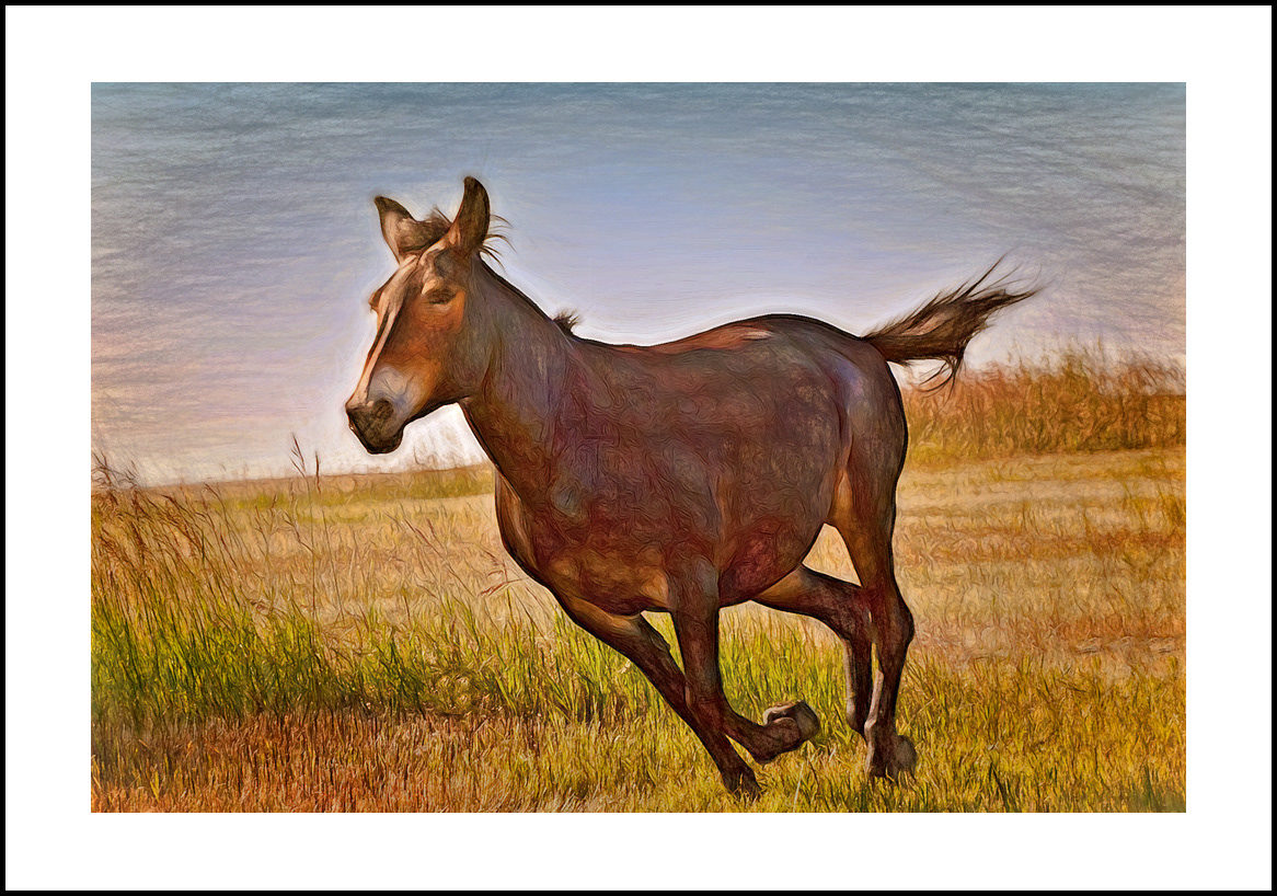 horses-4x6: 09