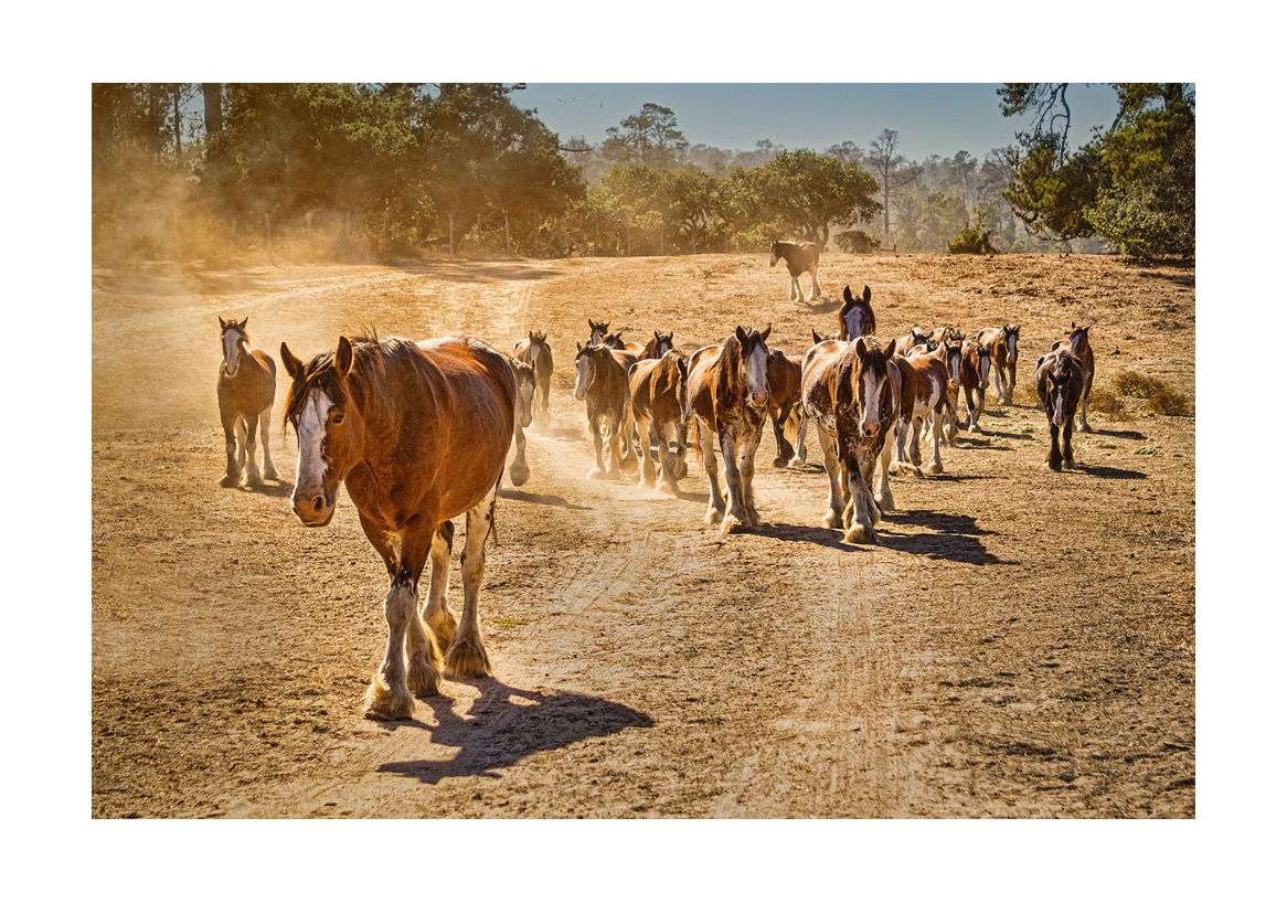 horses-4x6:-38