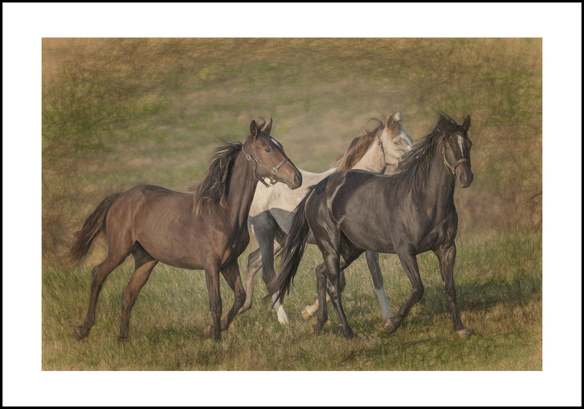 Horses-4x6: 223