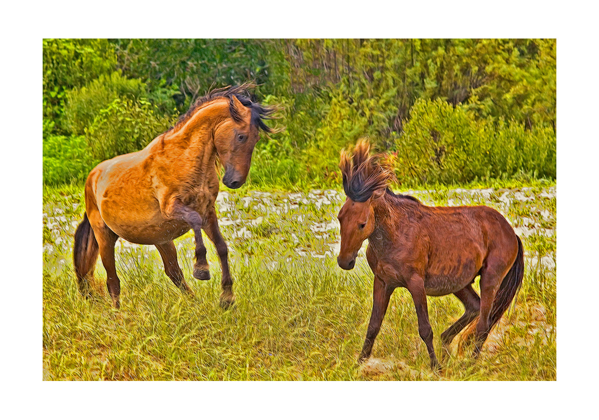 horses-4x6:-98