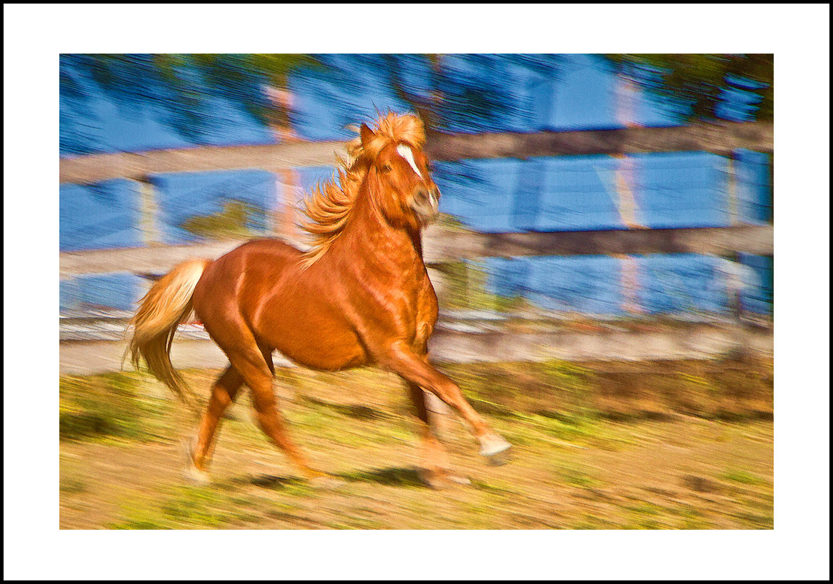 Horses-4x6: 202