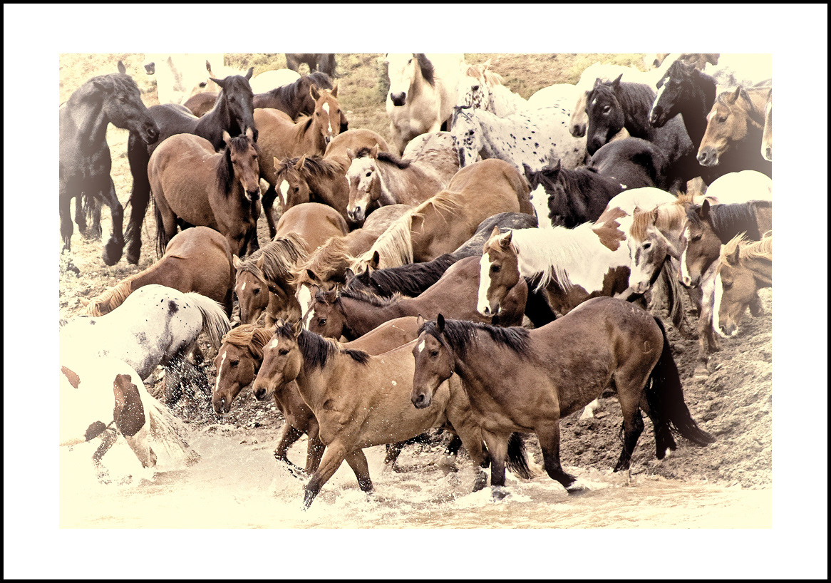 horses-4x6: 437