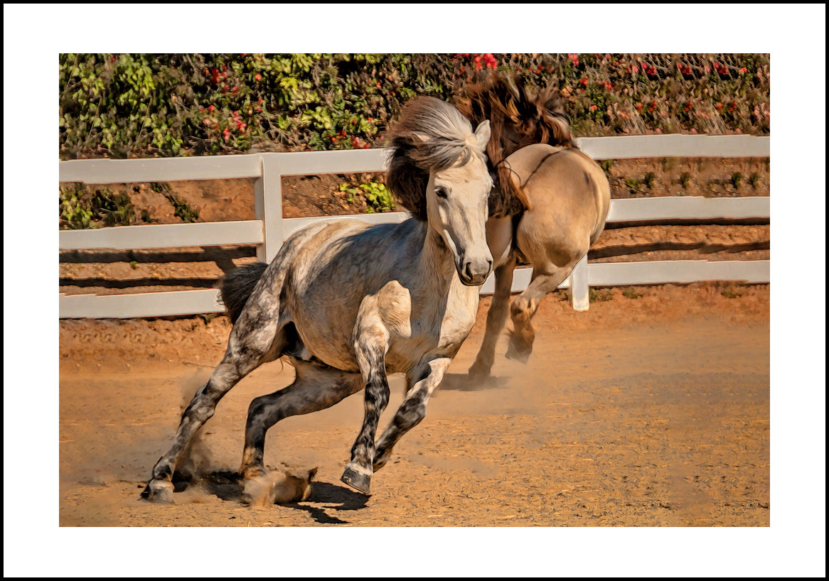Horses-4x6: 233