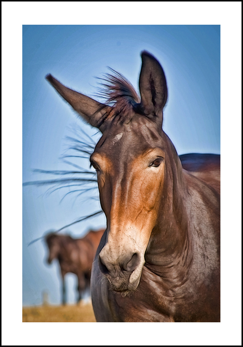 horses-4x6: 427