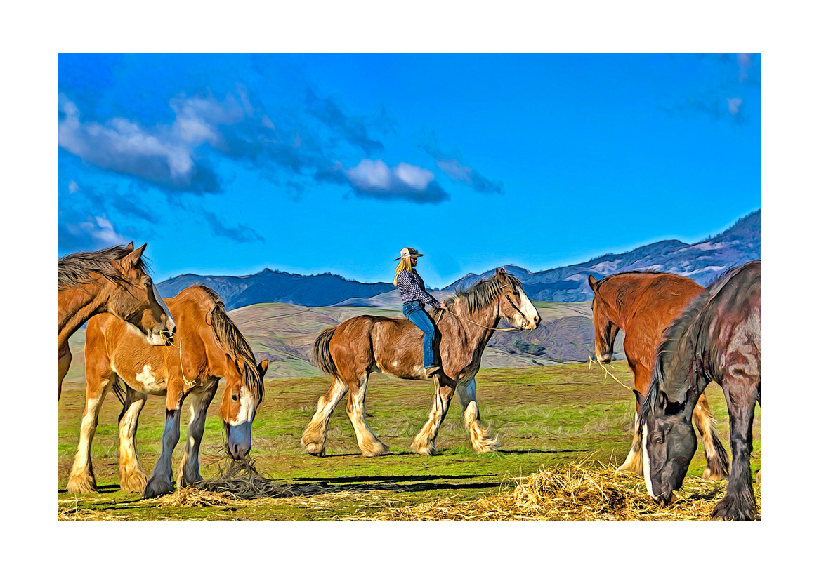 horses-4x6:-24