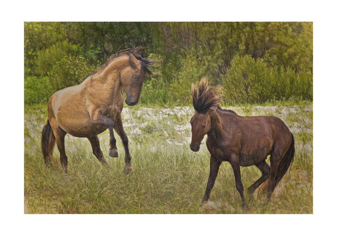horses-4x6:-97