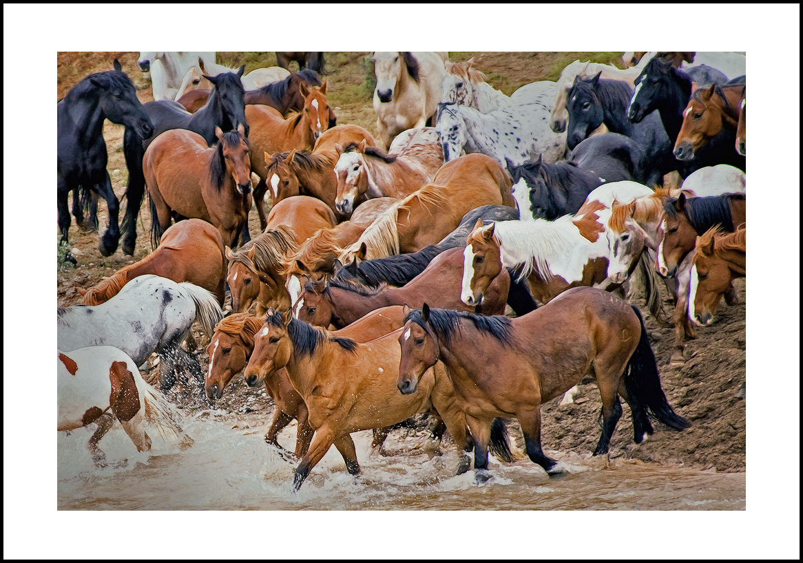 horses-4x6: 436