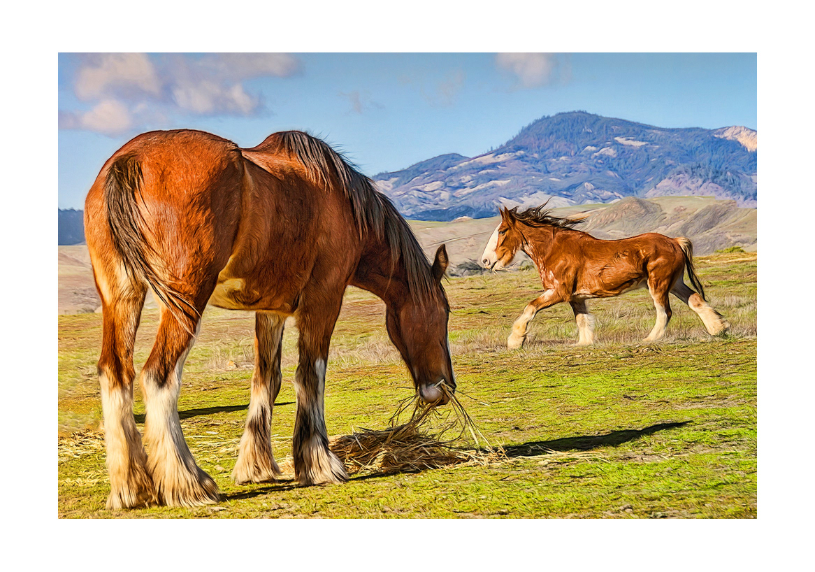 horses-4x6:-23