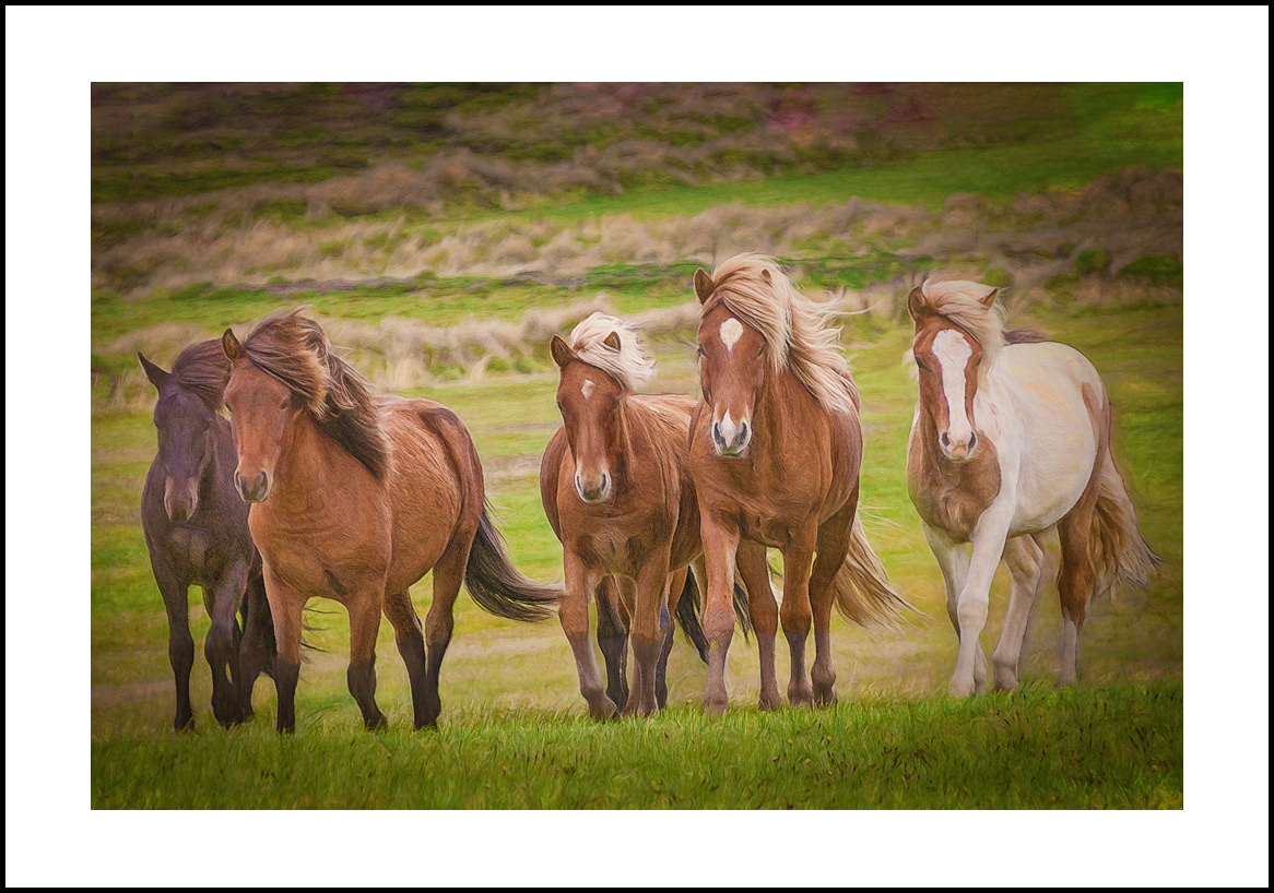horses-4x6: 410