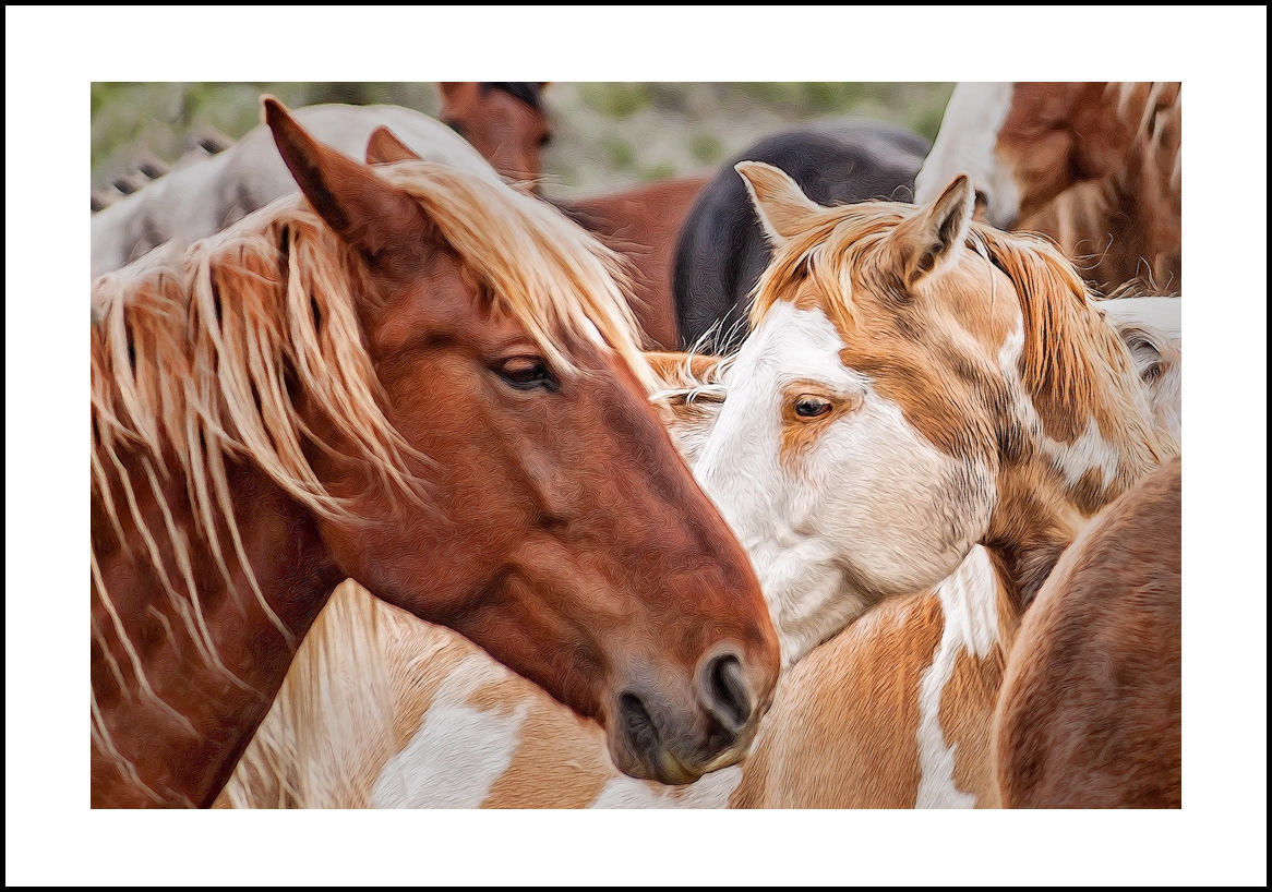 horses-4x6: 438