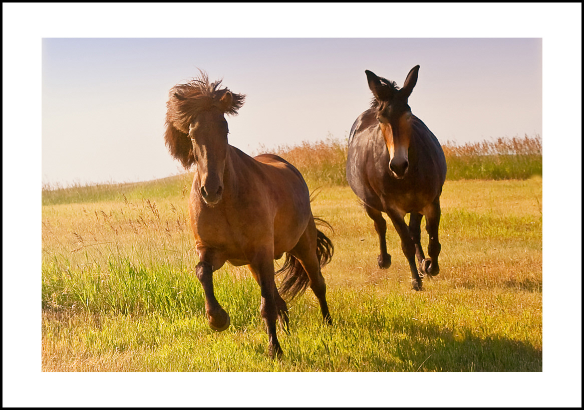 horses-4x6: 430