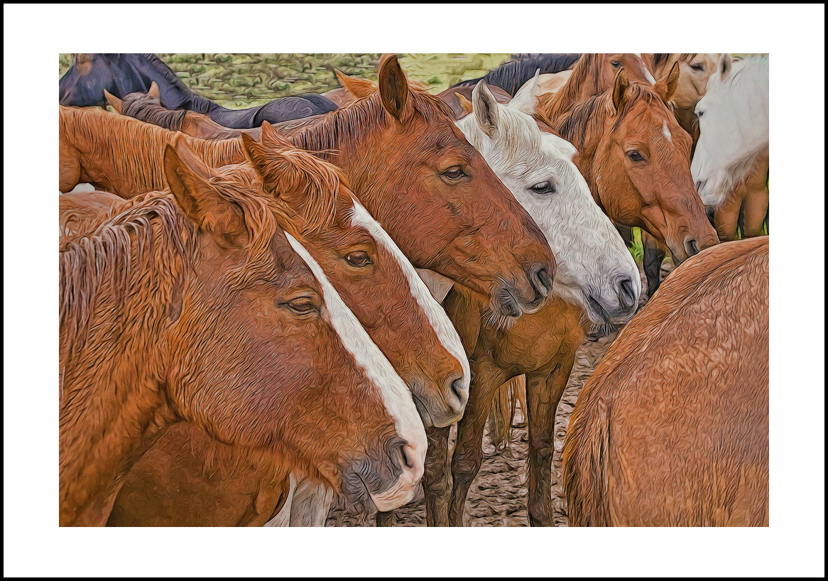 horses-4x6: 447