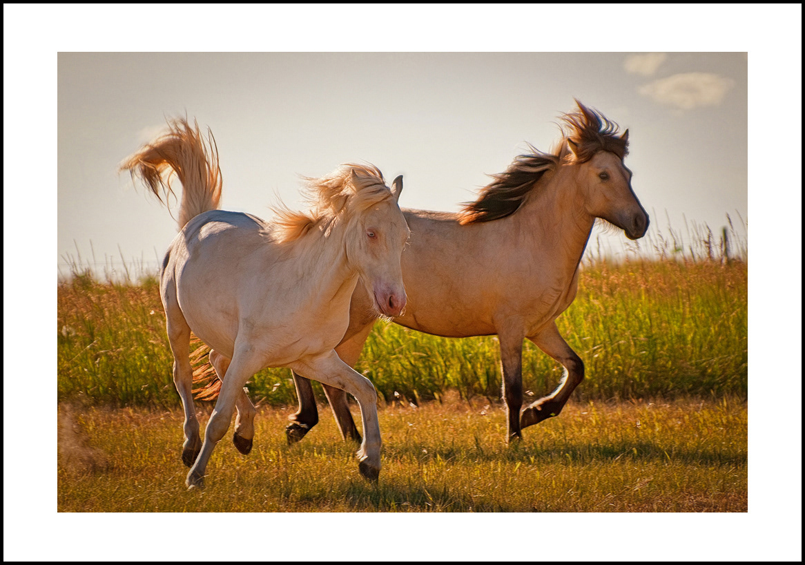 horses-4x6: 431