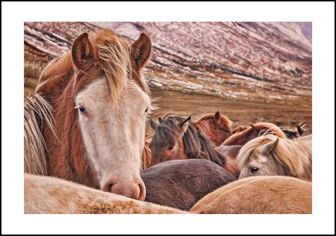 horses:4x6: 301