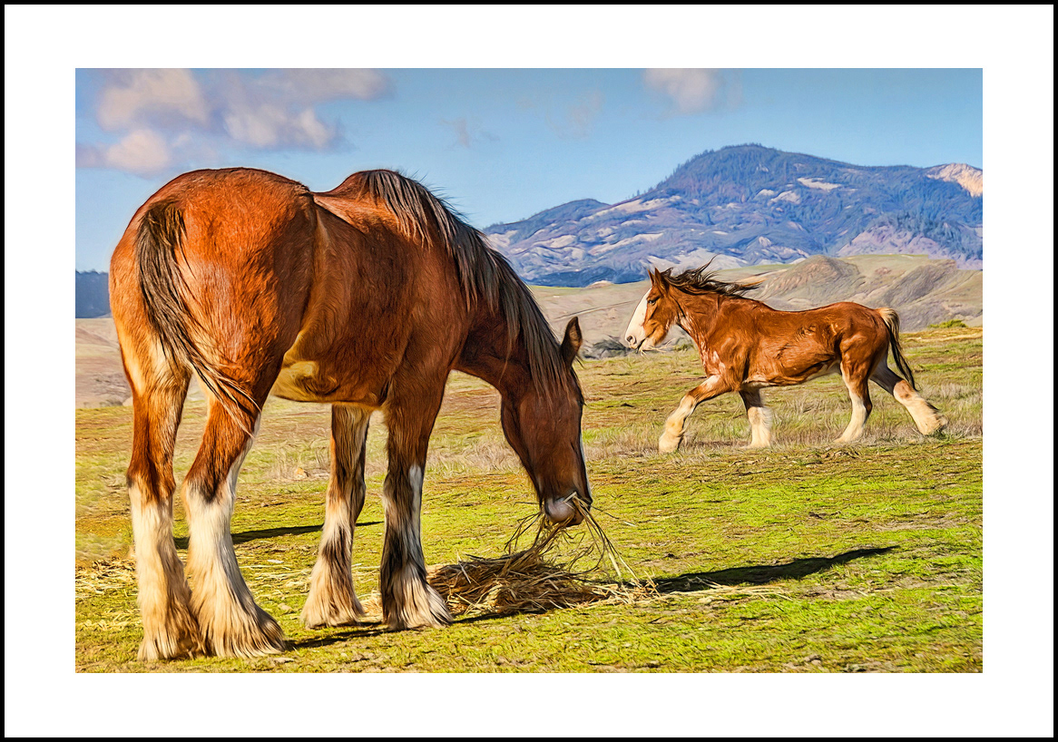 Horses-4x6-23