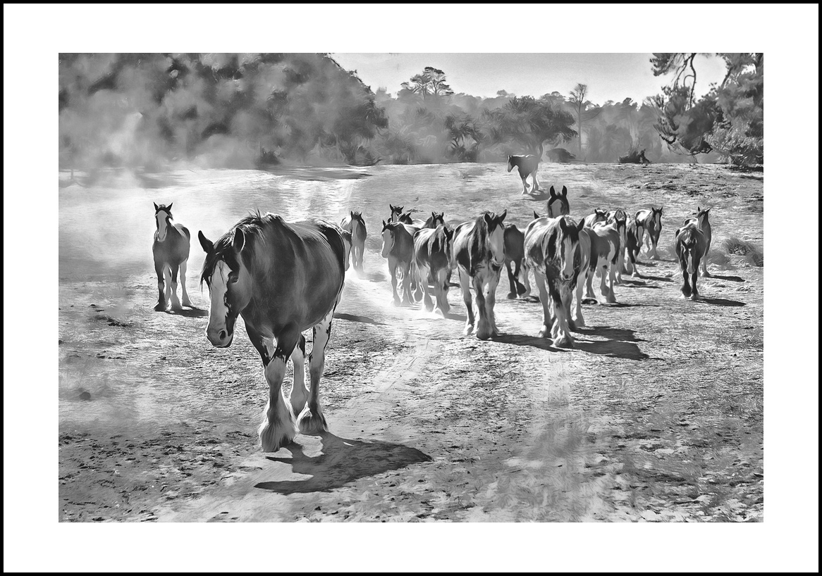 Horses-4x6: 241