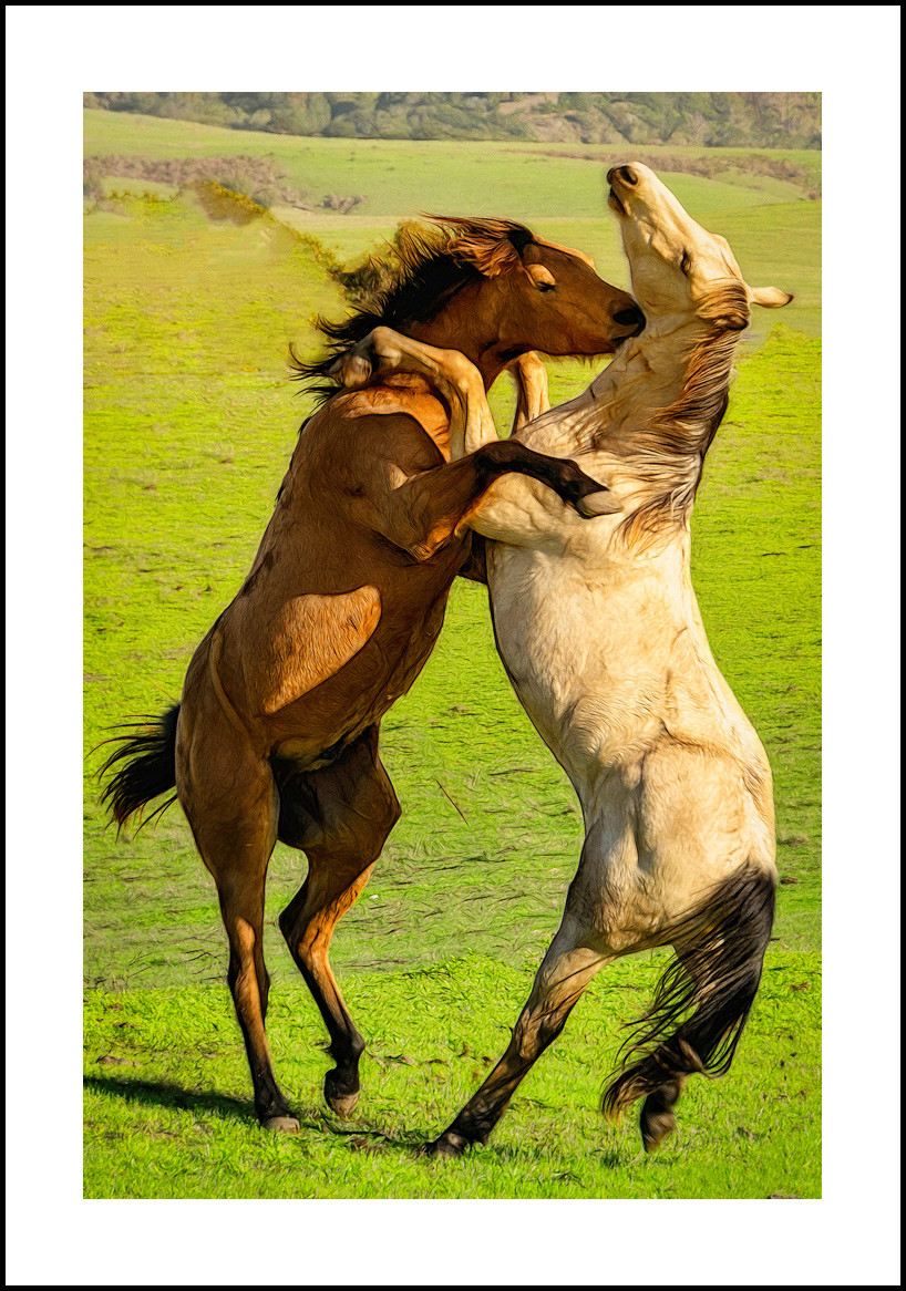 Horses-4x6: 244