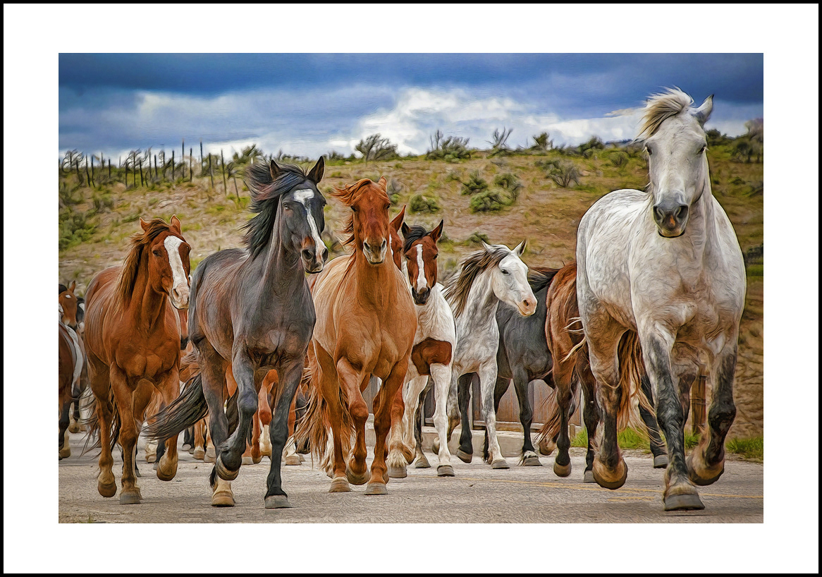 Horses-4x6: 213
