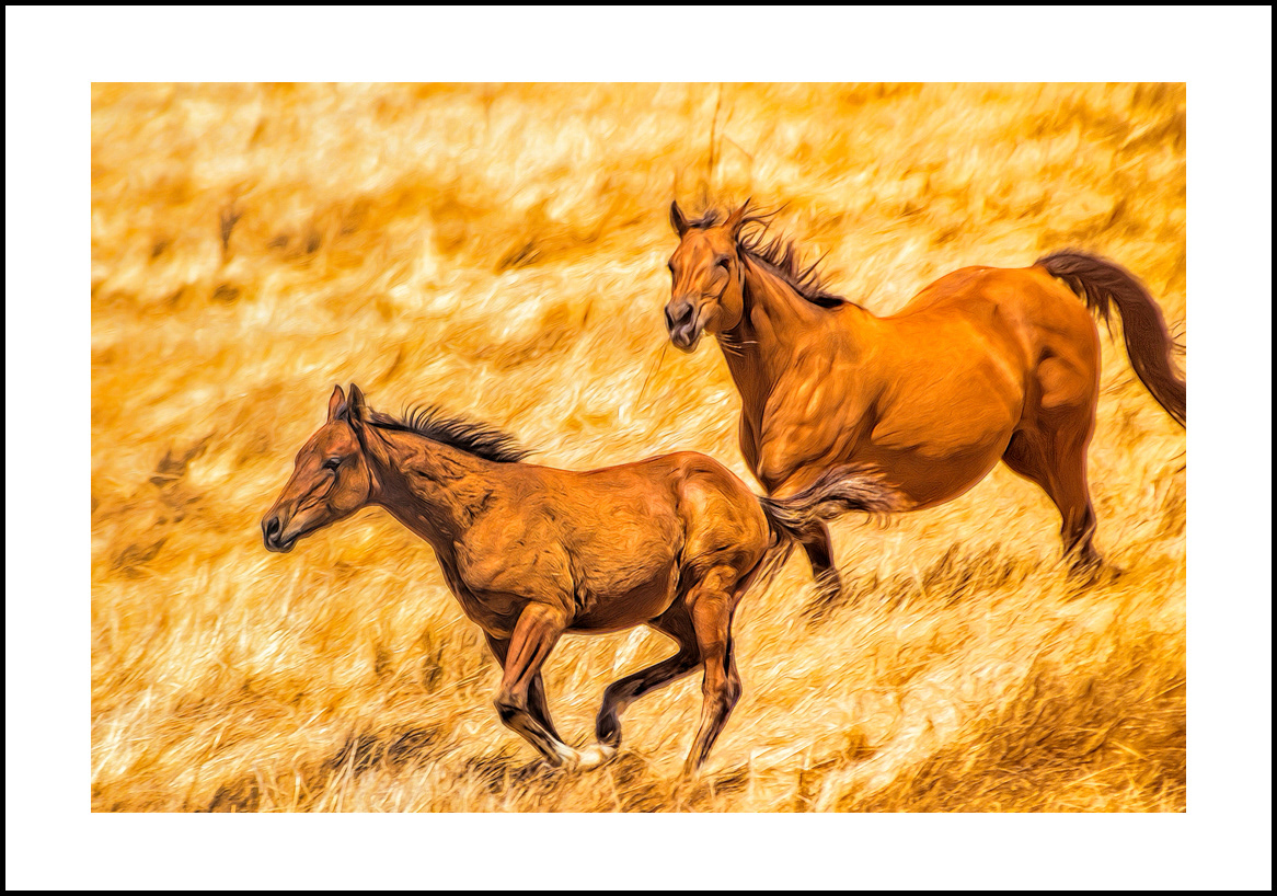 horses-4x6: 19
