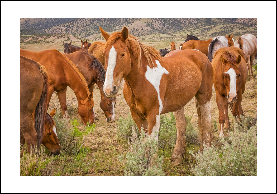 horses-4x6: 443