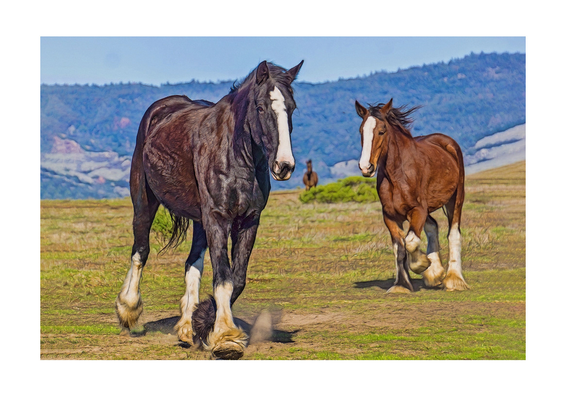horses-4x6:-22