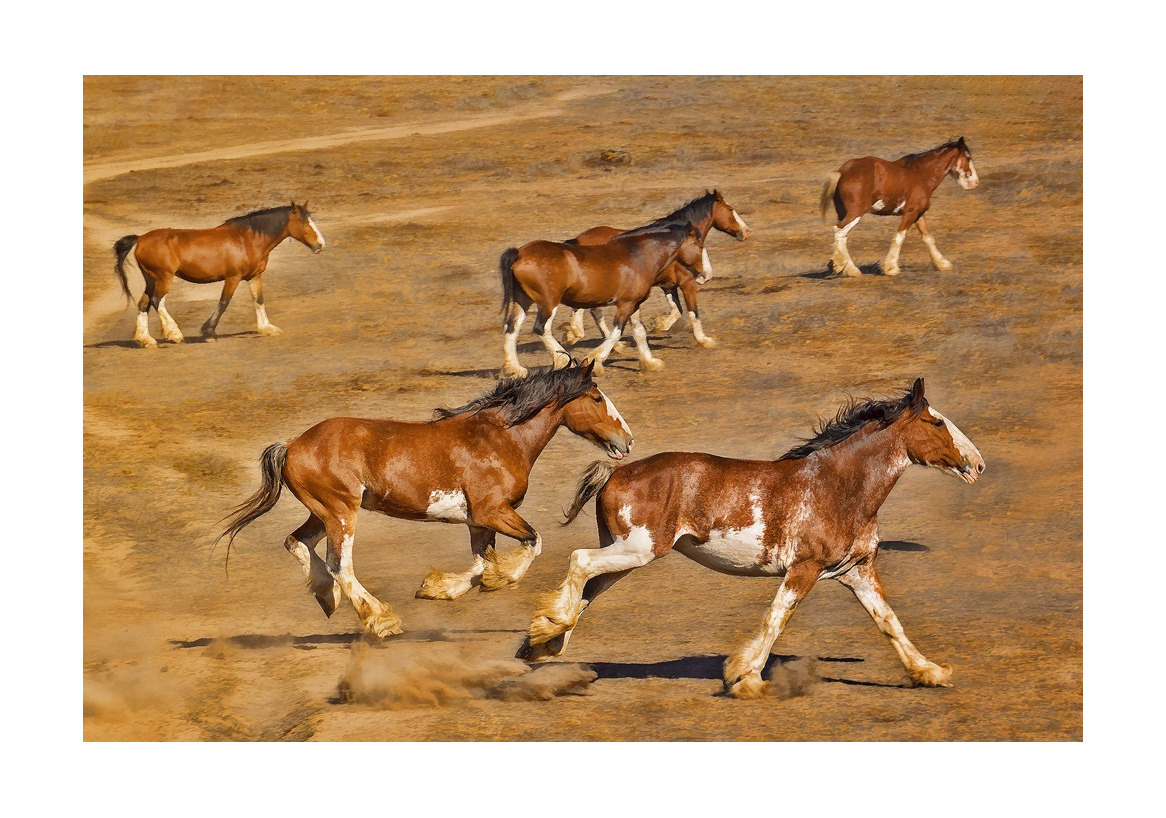 horses-4x6:-30