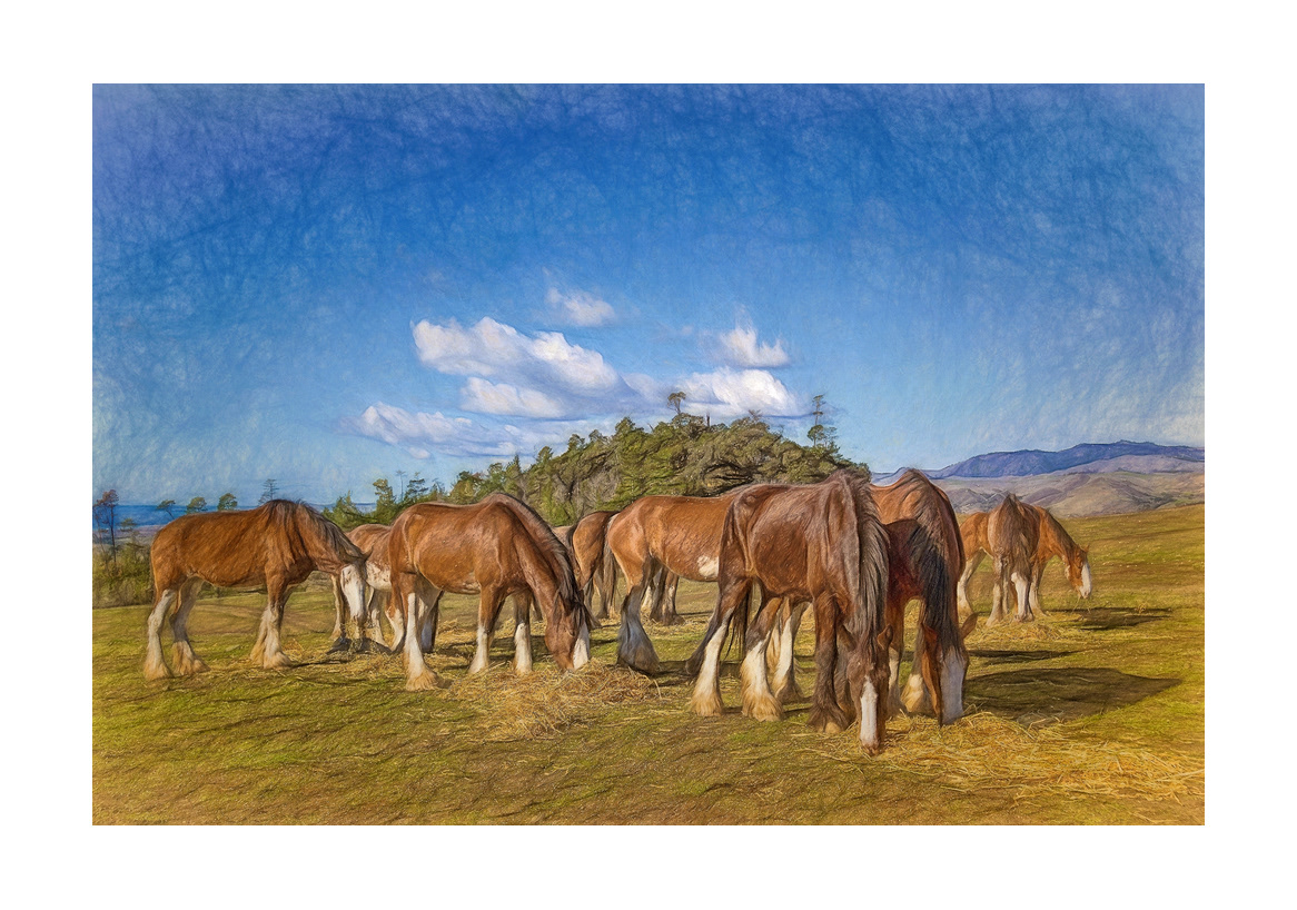 horses-4x6:-21